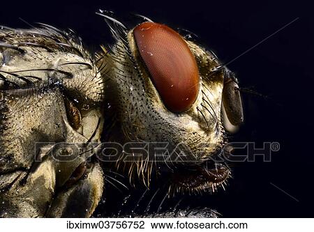 "Compound eye, head, Common Housefly (Musca domestica), extreme close-up, Baden-Wurttemberg, Germany, Europe" View Large Photo Image Stock Image - "Compound eye, head, Common Housefly (Musca domestica), extreme close-up, Baden-Wurttemberg, Germany, Europe". Fotosearch