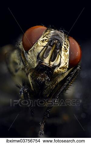 "Compound eyes, head, Common Housefly (Musca domestica), extreme close-up, Baden-Wurttemberg, Germany, Europe" View Large Photo Image Picture - "Compound eyes, head, Common Housefly (Musca domestica), extreme close-up, Baden-Wurttemberg, Germany, Europe". Fotosearch