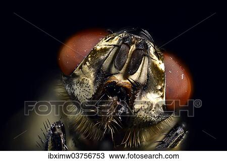 Stock Image - "Compound eyes, head, Common Housefly (Musca domestica), extreme close-up, Baden-Wurttemberg, Germany, Europe". Fotosearch