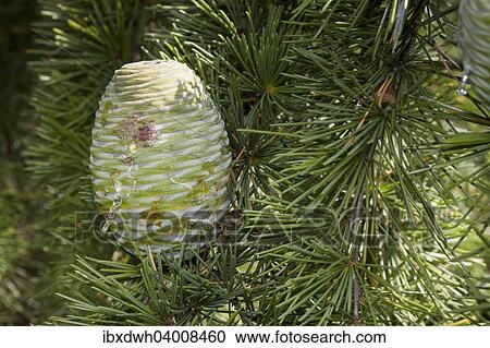 Stock Image - "Cone, Himalayan Cedar (Cedrus deodara)". Fotosearch