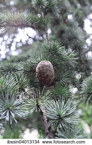Cone on a branch of a Fir tree (Abies) View Large Photo Image Picture - Cone on a branch of a Fir tree (Abies). Fotosearch