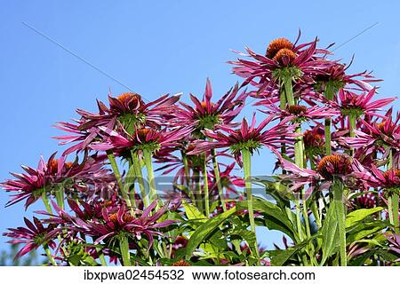 Coneflower (Echinacea purpurea) View Large Photo Image Stock Image - Coneflower (Echinacea purpurea). Fotosearch