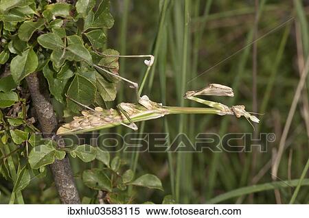 Stock Photography - "Conehead Mantis (Empusa pennata) in a waiting position, Lake Kerkini, Kerkini, Central Macedonia, Greece, Europe". Fotosearch