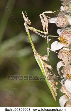 "Conehead Mantis (Empusa pennata), female, Lake Kerkini region, Greece, Europe" View Large Photo Image Stock Photo - "Conehead Mantis (Empusa pennata), female, Lake Kerkini region, Greece, Europe". Fotosearch