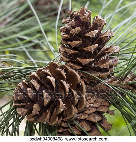 "Cones, Ponderosa Pine (Pinus ponderosa)" View Large Photo Image Stock Photo - "Cones, Ponderosa Pine (Pinus ponderosa)". Fotosearch