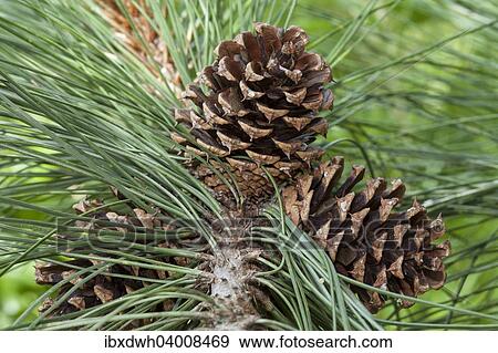 "Cones, Ponderosa Pine (Pinus ponderosa)" View Large Photo Image Stock Photo - "Cones, Ponderosa Pine (Pinus ponderosa)". Fotosearch