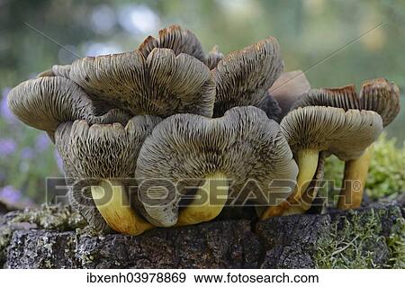 "Conifer Tuft (Hypholoma capnoides), Emsland, Lower Saxony, Germany, Europe" View Large Photo Image Stock Photo - "Conifer Tuft (Hypholoma capnoides), Emsland, Lower Saxony, Germany, Europe". Fotosearch