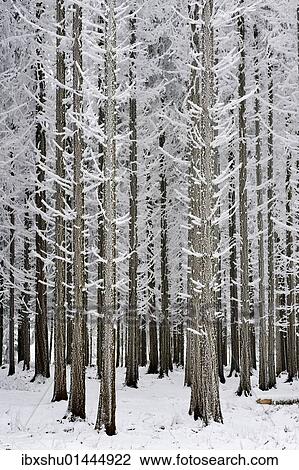 "Coniferous forest covered with frost, Lindenberg, Switzerland, Europe" View Large Photo Image Stock Image - "Coniferous forest covered with frost, Lindenberg, Switzerland, Europe". Fotosearch