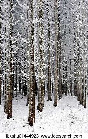 Stock Image - "Coniferous forest covered with frost, Lindenberg, Switzerland, Europe". Fotosearch