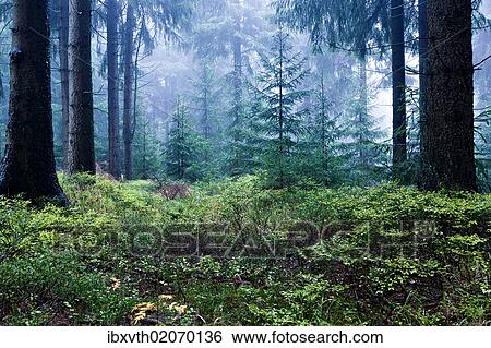"Coniferous forest near Masserberg, Thuringian Slate Mountains, Thuringia, Germany, Europe" View Large Photo Image Stock Photograph - "Coniferous forest near Masserberg, Thuringian Slate Mountains, Thuringia, Germany, Europe". Fotosearch