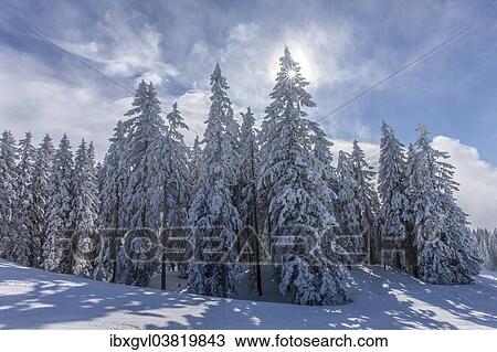 "Coniferous trees on the edge of the forest with snow and hoarfrost, Brixen im Thale, Brixen Valley, Tyrol, Austria, Europe" View Large Photo Image Stock Image - "Coniferous trees on the edge of the forest with snow and hoarfrost, Brixen im Thale, Brixen Valley, Tyrol, Austria, Europe". Fotosearch