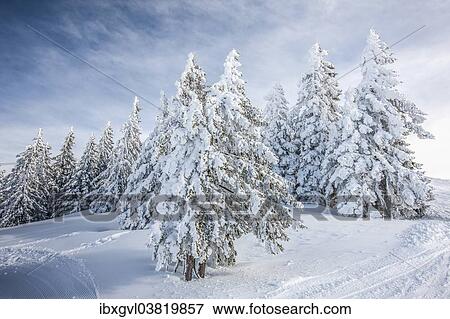"Coniferous trees with snow and hoarfrost, Brixen im Thale, Brixen Valley, Tyrol, Austria, Europe" View Large Photo Image Stock Photo - "Coniferous trees with snow and hoarfrost, Brixen im Thale, Brixen Valley, Tyrol, Austria, Europe". Fotosearch