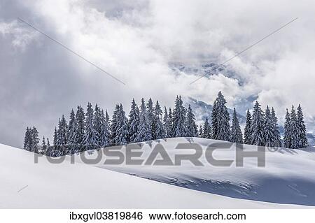 "Coniferous trees with snow and hoarfrost, Brixen im Thale, Brixen Valley, Tyrol, Austria, Europe" View Large Photo Image Stock Photograph - "Coniferous trees with snow and hoarfrost, Brixen im Thale, Brixen Valley, Tyrol, Austria, Europe". Fotosearch
