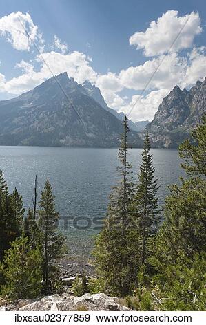 "Conifers, Coastal Pine or Lodgepole Pine (Pinus contorta subsp. Latifolia), Jenny Lake, Grand Teton National Park, Teton Range, Rocky Mountains, Wyoming, Western United States, United States of America, North America" View Large Photo Image Stock Photo - "Conifers, Coastal Pine or Lodgepole Pine (Pinus contorta subsp. Latifolia), Jenny Lake, Grand Teton National Park, Teton Range, Rocky Mountains, Wyoming, Western United States, United States of America, North America". Fotosearch