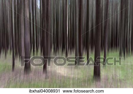 "Conifers, distorted, Bavarian Forest, at Viechtach, Bavaria, Germany, Europe" View Large Photo Image Stock Image - "Conifers, distorted, Bavarian Forest, at Viechtach, Bavaria, Germany, Europe". Fotosearch