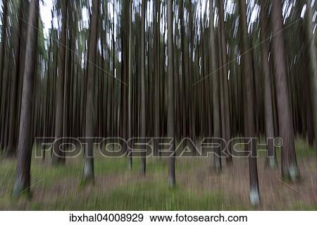 "Conifers, distorted, Bavarian Forest, at Viechtach, Bavaria, Germany, Europe" View Large Photo Image Stock Photo - "Conifers, distorted, Bavarian Forest, at Viechtach, Bavaria, Germany, Europe". Fotosearch