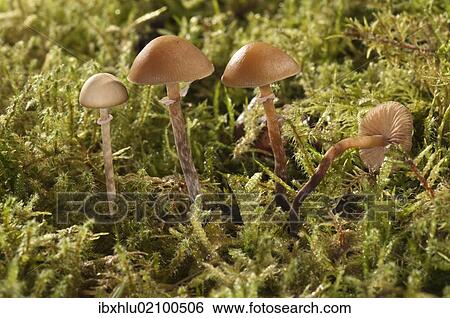 Stock Photograph - "Conocybe teneroides mushrooms, Untergroeningen, Baden-Wuerttemberg, Germany, Europe". Fotosearch