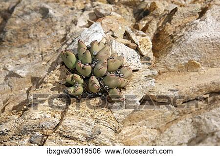 "Conophytum (Conophytum bilobum) in its habitat, Richtersveld, Richtersveld Nationalpark, Northern Cape, South Africa, Africa" View Large Photo Image Stock Photograph - "Conophytum (Conophytum bilobum) in its habitat, Richtersveld, Richtersveld Nationalpark, Northern Cape, South Africa, Africa". Fotosearch