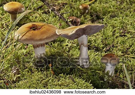 "Contrary webcap (Cortinarius varius), Untergroeningen, Baden-Wuerttemberg, Germany, Europe" View Large Photo Image Stock Photo - "Contrary webcap (Cortinarius varius), Untergroeningen, Baden-Wuerttemberg, Germany, Europe". Fotosearch