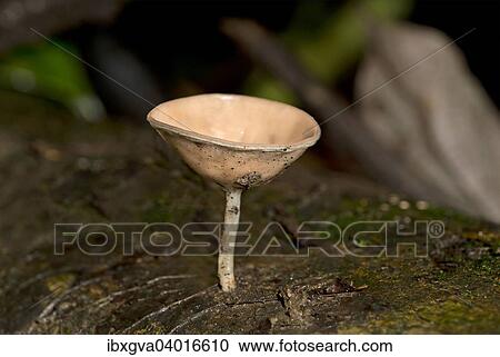 "Cookeina speciosa (Cookeina speciosa), Tambopata Nature Reserve, Madre de Dios Region, Peru, South America" View Large Photo Image Stock Image - "Cookeina speciosa (Cookeina speciosa), Tambopata Nature Reserve, Madre de Dios Region, Peru, South America". Fotosearch