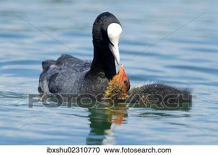 Stock Image - "Coot (Fulica atra), feeding young, Lake Zug, Zug, Switzerland, Europe". Fotosearch
