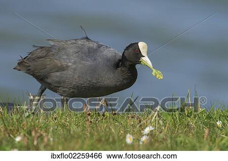 Stock Photograph - "Coot (Fulica atra), Texel Island, The Netherlands, Europe". Fotosearch