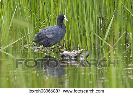 "Coot or Eurasian Coot (Fulica atra), Tyrol, Austria, Europe" View Large Photo Image Stock Photo - "Coot or Eurasian Coot (Fulica atra), Tyrol, Austria, Europe". Fotosearch