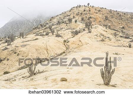 Stock Image - "Copao Cacti (Eulychnia breviflora, Eulychnia saint-pieana) covered in lichen, Pan de Azucar National Park, Atacama Region, Chile, South America". Fotosearch