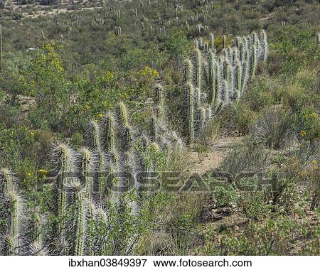 Stock Photo - "Copao Cactus (Eulychnia acida Phil. ), Las Chinchillas National Reserve, Reserva Nacional Las Chinchillas, Illapel, Region de Coquimbo, Chile, South America". Fotosearch