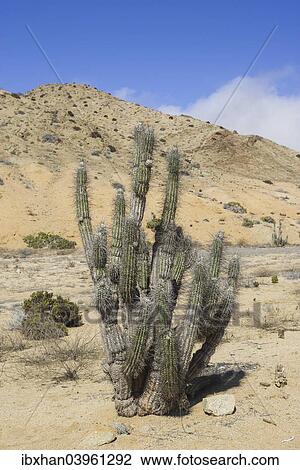 "Copao Cactus (Eulychnia breviflora, Eulychnia saint-pieana) covered in lichen, Pan de Azucar National Park, Atacama Region, Chile, South America" View Large Photo Image Stock Image - "Copao Cactus (Eulychnia breviflora, Eulychnia saint-pieana) covered in lichen, Pan de Azucar National Park, Atacama Region, Chile, South America". Fotosearch