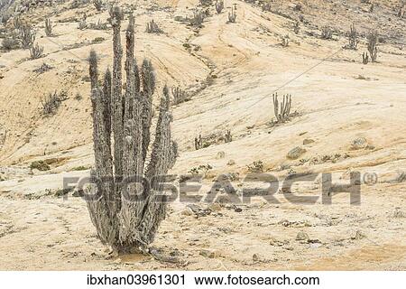 Stock Image - "Copao Cactus (Eulychnia breviflora, Eulychnia saint-pieana) covered in lichen, Pan de Azucar National Park, Atacama Region, Chile, South America". Fotosearch