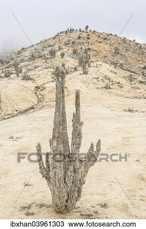 "Copao Cactus (Eulychnia breviflora, Eulychnia saint-pieana) covered in lichen, Pan de Azucar National Park, Atacama Region, Chile, South America" View Large Photo Image Stock Image - "Copao Cactus (Eulychnia breviflora, Eulychnia saint-pieana) covered in lichen, Pan de Azucar National Park, Atacama Region, Chile, South America". Fotosearch