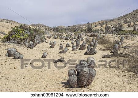 "Copiapoa Cacti (Copiapoa columna-albain) growing in a barren landscape, Pan de Azucar National Park, Atacama Region, Chile, South America" View Large Photo Image Picture - "Copiapoa Cacti (Copiapoa columna-albain) growing in a barren landscape, Pan de Azucar National Park, Atacama Region, Chile, South America". Fotosearch