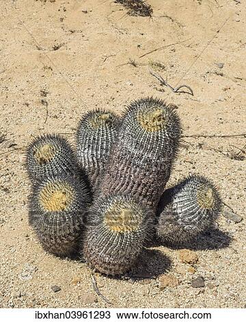 "Copiapoa Cactus (Copiapoa columna-albain) growing in a barren landscape, Pan de Azucar National Park, Atacama Region, Chile, South America" View Large Photo Image Stock Image - "Copiapoa Cactus (Copiapoa columna-albain) growing in a barren landscape, Pan de Azucar National Park, Atacama Region, Chile, South America". Fotosearch