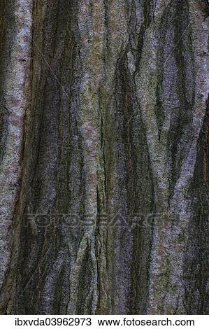 "Copper Beech or Purple Beech (Fagus sylvatica f. Purpurea), bark, Germany, Europe" View Large Photo Image Stock Image - "Copper Beech or Purple Beech (Fagus sylvatica f. Purpurea), bark, Germany, Europe". Fotosearch