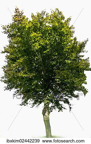 Copper Beech or Purple Beech (Fagus sylvatica purpurea) View Large Photo Image Stock Photo - Copper Beech or Purple Beech (Fagus sylvatica purpurea). Fotosearch