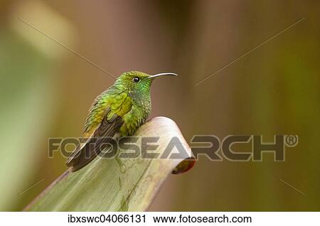 Stock Image - "Coppery-headed Emerald (Elvira cupreiceps), perched on a leaf, Vara Blanca, Alajuela Province, Costa Rica, North America". Fotosearch