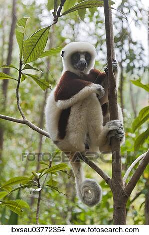 "Coquerel's Sifaka or Crowned Sifaka (Propithecus coquereli), male, sitting on a branch in a forest, with a curled tail, Exotic Park, Peyriar, near Andasibe, Madagascar, Africa" View Large Photo Image Picture - "Coquerel's Sifaka or Crowned Sifaka (Propithecus coquereli), male, sitting on a branch in a forest, with a curled tail, Exotic Park, Peyriar, near Andasibe, Madagascar, Africa". Fotosearch