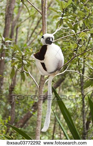 "Coquerel's Sifaka or Crowned Sifaka (Propithecus coquereli), male, sitting on a branch in a forest, Exotic Park, Peyriar, near Andasibe, Madagascar, Africa" View Large Photo Image Stock Image - "Coquerel's Sifaka or Crowned Sifaka (Propithecus coquereli), male, sitting on a branch in a forest, Exotic Park, Peyriar, near Andasibe, Madagascar, Africa". Fotosearch