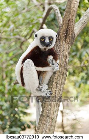 Stock Image - "Coquerel's Sifaka or Crowned Sifaka (Propithecus coquereli), male, sitting on a branch in a forest, Exotic Park, Peyriar, near Andasibe, Madagascar, Africa". Fotosearch