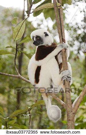 "Coquerel's Sifaka or Crowned Sifaka (Propithecus coquereli), male, sitting on a branch in a forest, with a curled tail, Exotic Park, Peyriar, near Andasibe, Madagascar, Africa" View Large Photo Image Stock Photography - "Coquerel's Sifaka or Crowned Sifaka (Propithecus coquereli), male, sitting on a branch in a forest, with a curled tail, Exotic Park, Peyriar, near Andasibe, Madagascar, Africa". Fotosearch