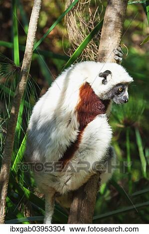 "Coquerel's Sifaka (Propithecus coquereli), Madagascar, Africa" View Large Photo Image Picture - "Coquerel's Sifaka (Propithecus coquereli), Madagascar, Africa". Fotosearch