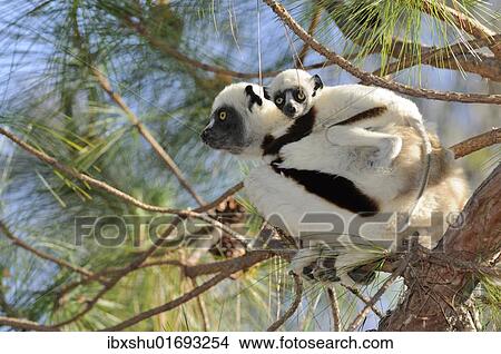 Picture - "Coquerel's Sifaka (Propithecus coquereli), female adult with young on back, Madagascar, Africa". Fotosearch