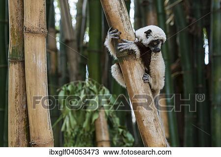 "Coquerel's sifaka (Propithecus coquereli), young, Madagascar, Africa" View Large Photo Image Stock Image - "Coquerel's sifaka (Propithecus coquereli), young, Madagascar, Africa". Fotosearch