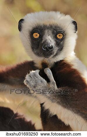 "Coquerel's Sifaka (Propithecus coquereli), portrait, Madagascar, Africa" View Large Photo Image Stock Image - "Coquerel's Sifaka (Propithecus coquereli), portrait, Madagascar, Africa". Fotosearch