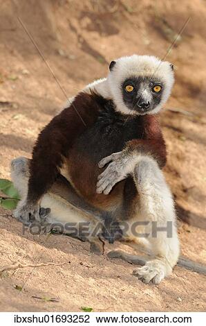 "Coquerel's Sifaka (Propithecus coquereli), observing its surroundings, Madagascar, Africa" View Large Photo Image Stock Image - "Coquerel's Sifaka (Propithecus coquereli), observing its surroundings, Madagascar, Africa". Fotosearch