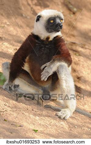 "Coquerel's Sifaka (Propithecus coquereli), Madagascar, Africa" View Large Photo Image Stock Image - "Coquerel's Sifaka (Propithecus coquereli), Madagascar, Africa". Fotosearch