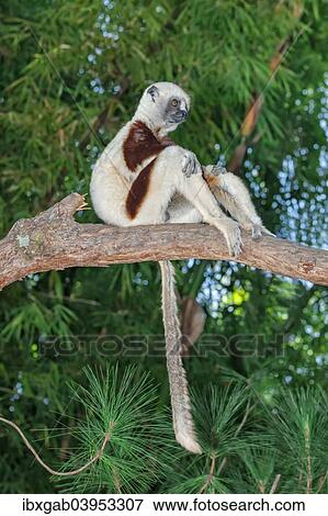 Stock Photo - "Coquerel's Sifaka (Propithecus coquereli), Madagascar, Africa". Fotosearch