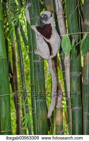 Stock Photo - "Coquerel's Sifaka (Propithecus coquereli), Madagascar, Africa". Fotosearch