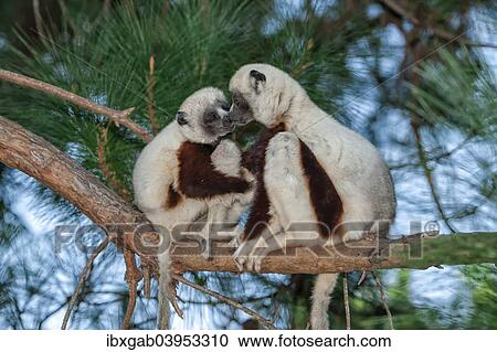 "Coquerel's Sifakas (Propithecus coquereli), Madagascar, Africa" View Large Photo Image Stock Image - "Coquerel's Sifakas (Propithecus coquereli), Madagascar, Africa". Fotosearch